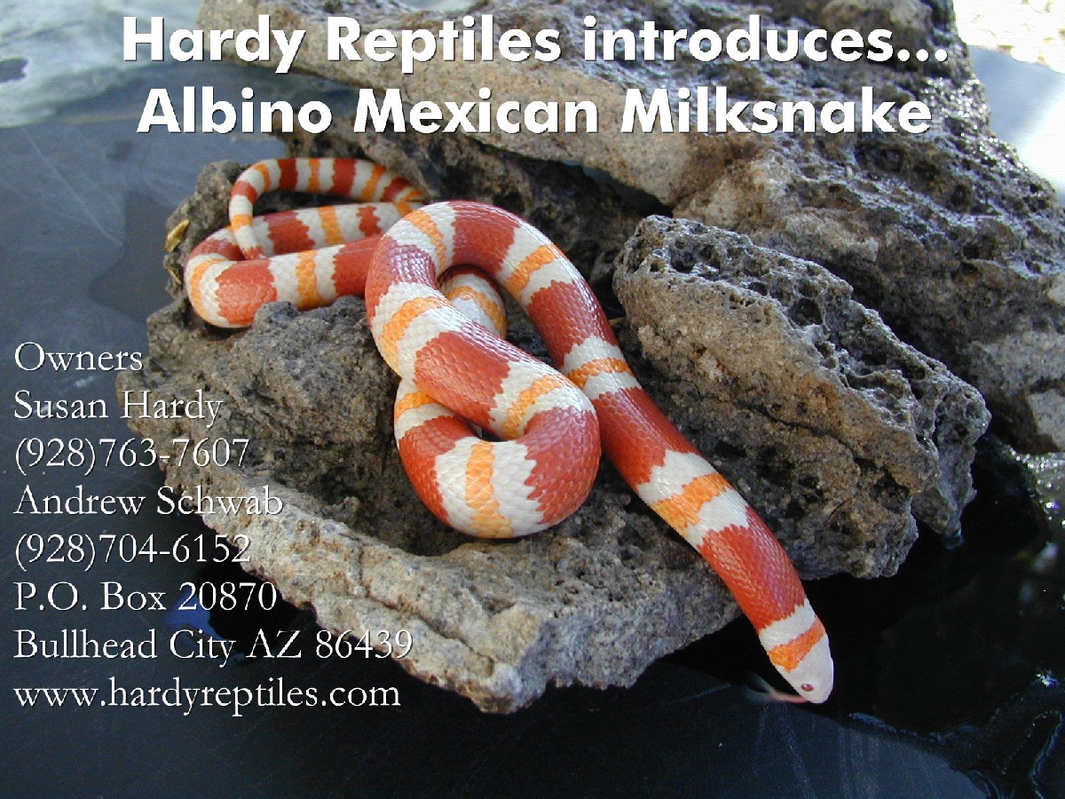 Albino Mexican Milksnake (Lampropeltis t. annulata)