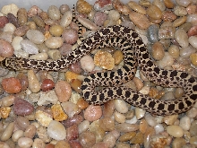 Possible triple het True Ghost, Hypo axanthic