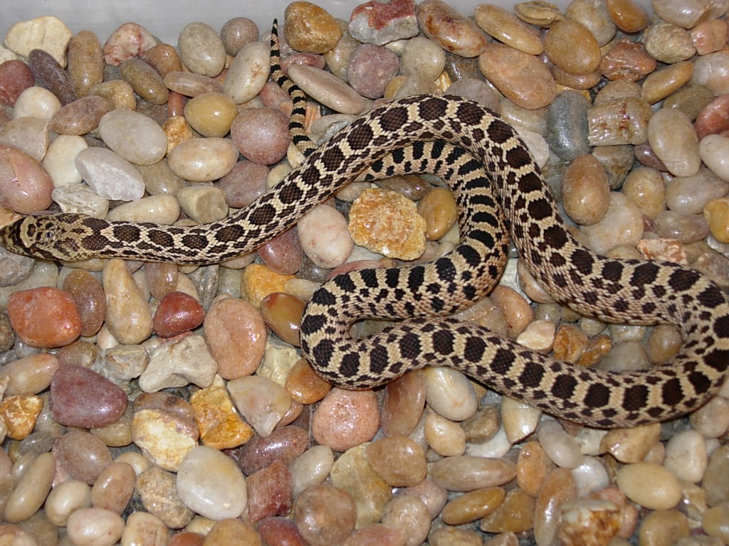 Possible triple het True Ghost, Hypo axanthic
