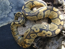 Butterscotch Hypo. Male