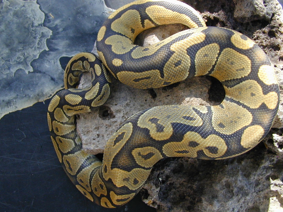 Butterscotch Hypo. Male