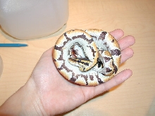 CB Male Ball Python
