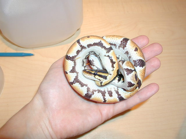 CB Male Ball Python