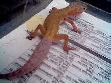 leopard gecko