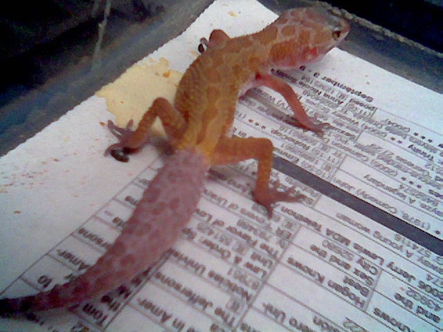 leopard gecko