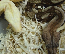 Albino and a dark female