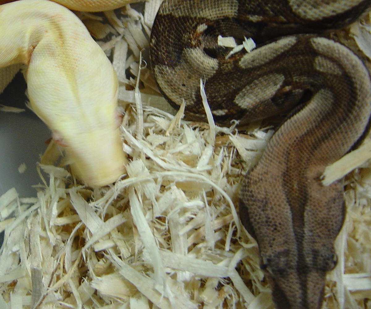 Albino and a dark female
