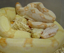 albino