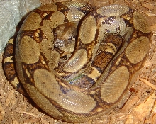 costa rican boa