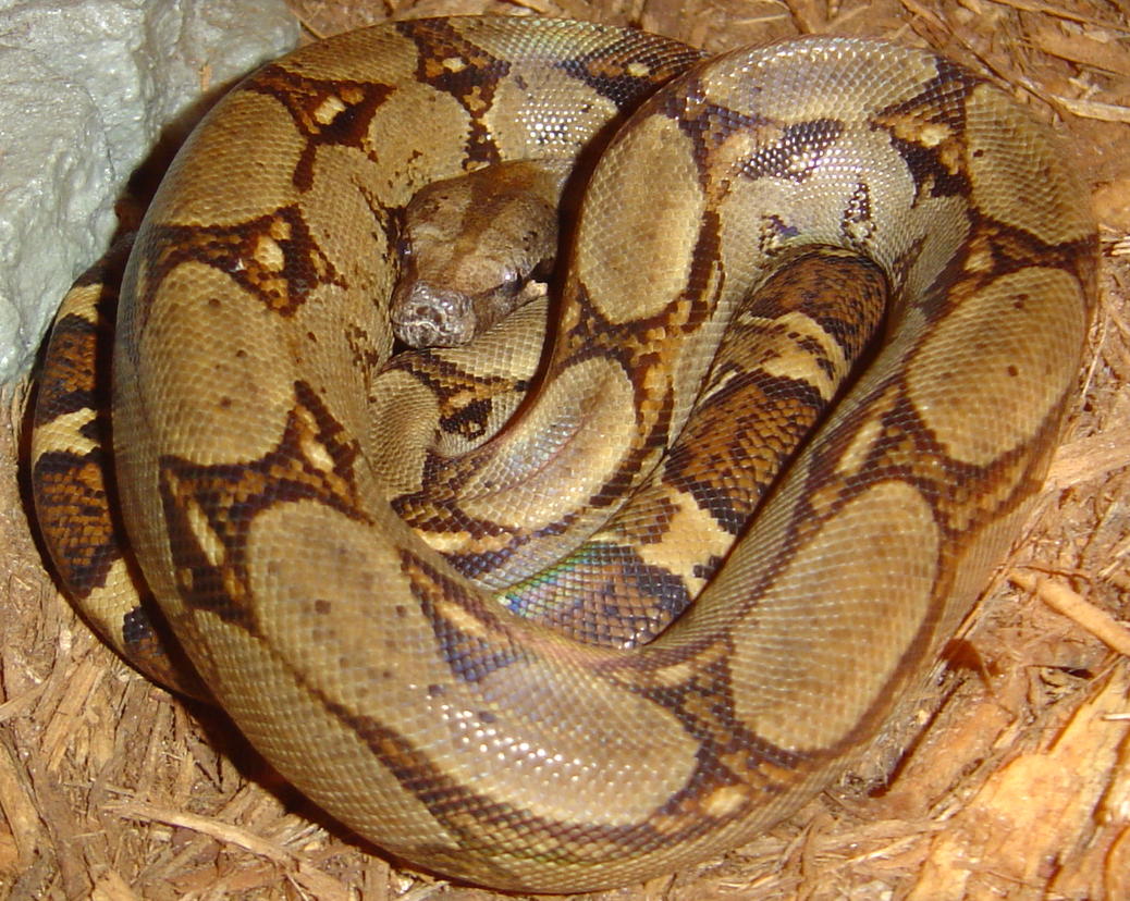 costa rican boa