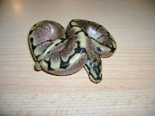 pic2