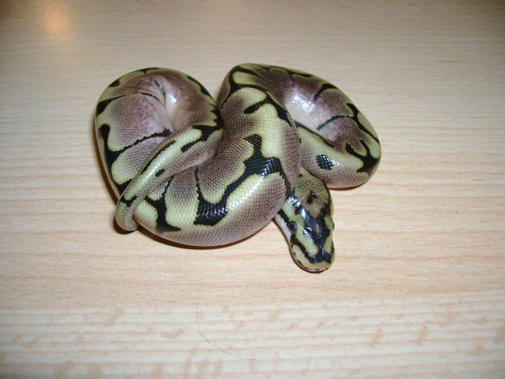 pic2