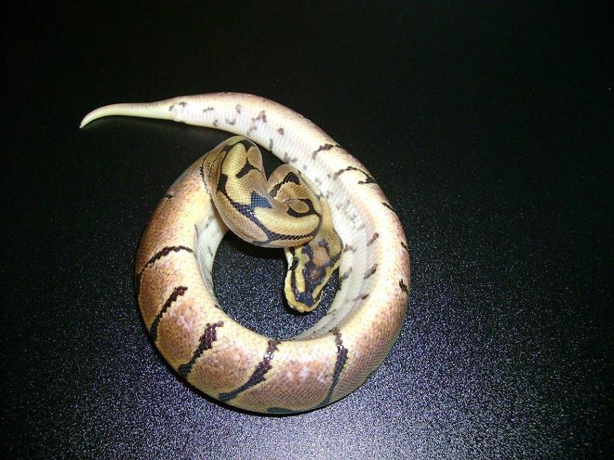 spd1c1