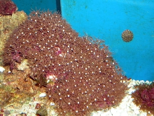 Saltwater - Austin Aquariums