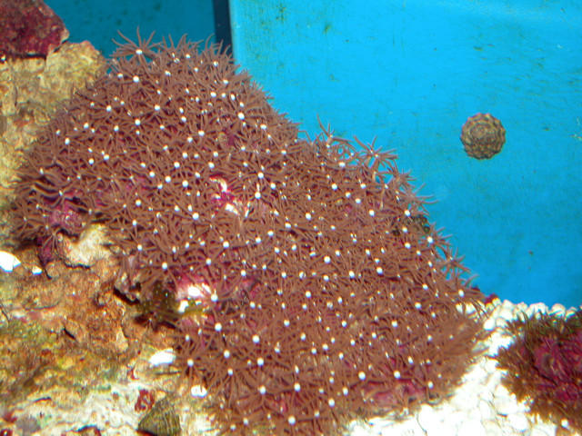 Saltwater - Austin Aquariums
