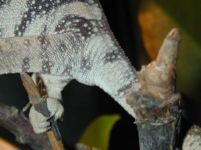 female