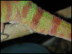 male