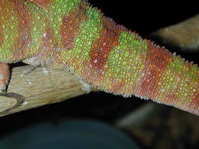 male