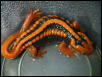 maNdarin 1