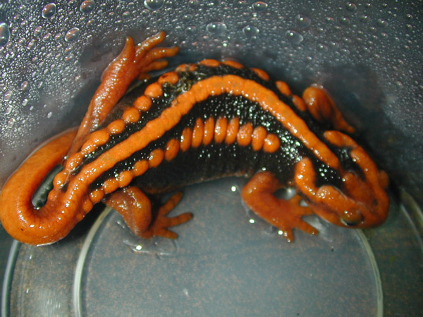 maNdarin 1