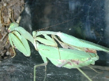 mantid love