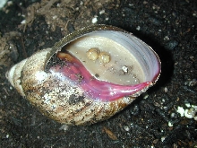 snail eggs
