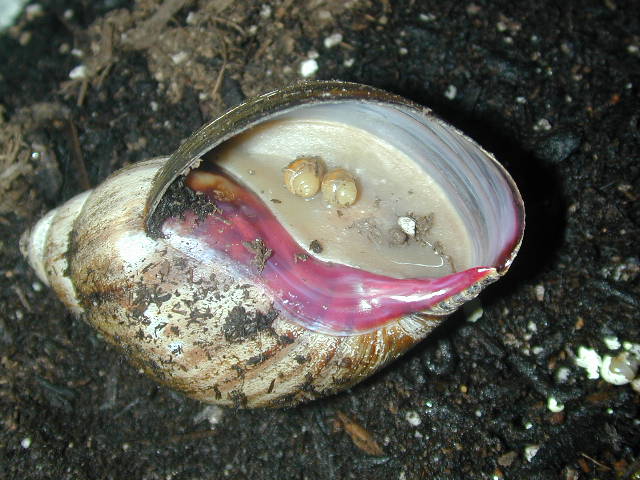 snail eggs