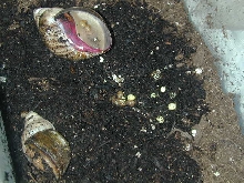 snails and eggs