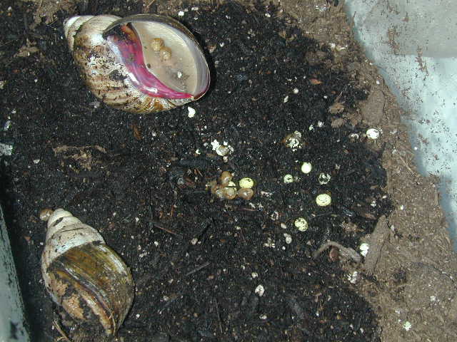 snails and eggs