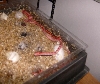 incubator