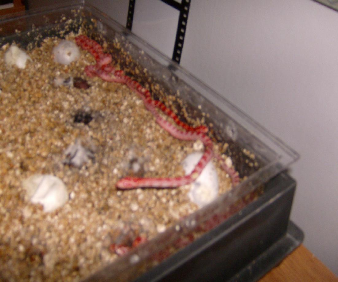 incubator