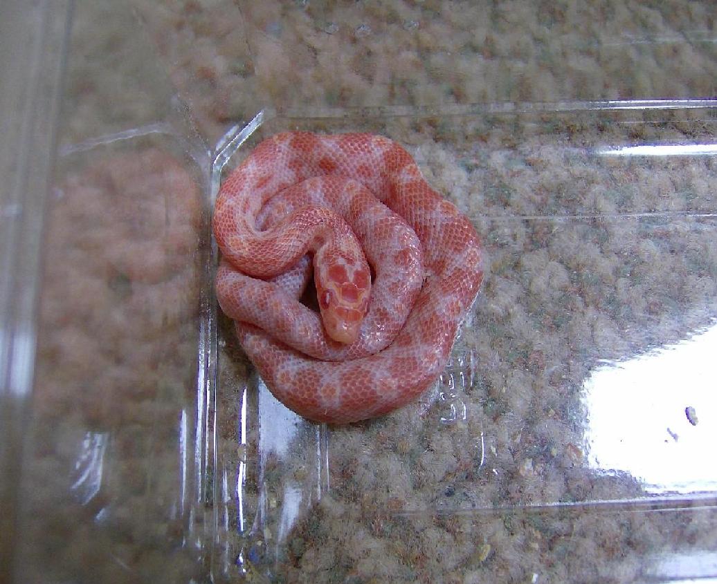 neonate amel
