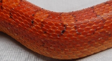 c1