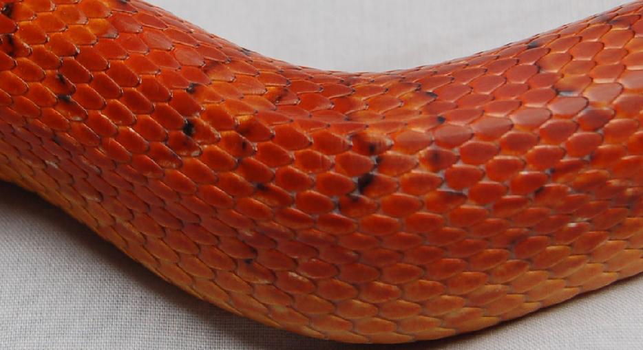c1