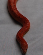 c4