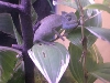 Chameleon