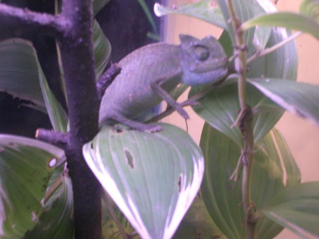 Chameleon
