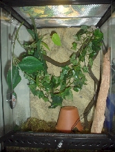 My crested Setup