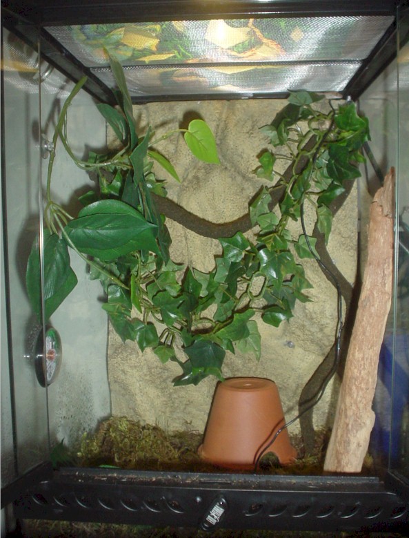 My crested Setup