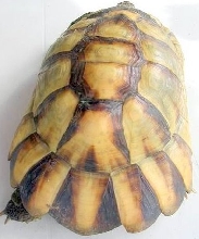 High yellow T.marginata