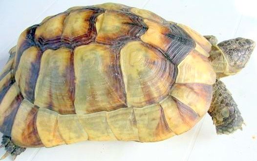 High yellow Testudo marginata