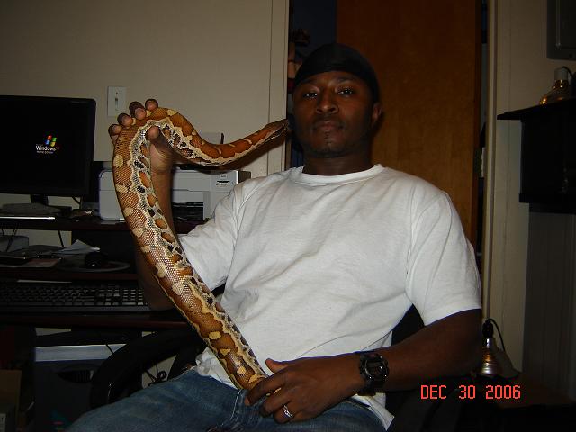 blood python