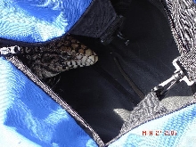 tegu hiding in bag