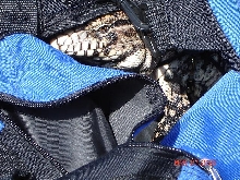 tegu hiding in bag