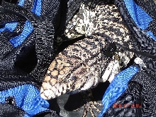 tegu hiding in bag