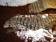 arg b&w tegu