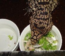 arg b&w tegu