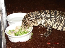 arg b&w tegu