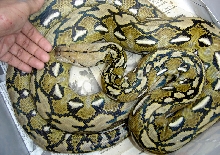 TUCHANG