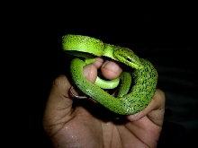 Pepito